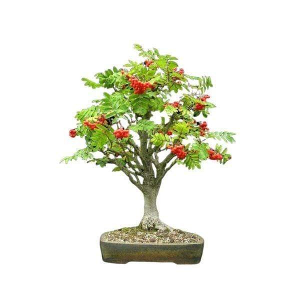 Sorbus aucuparia/ bonsai seemned 0,2g