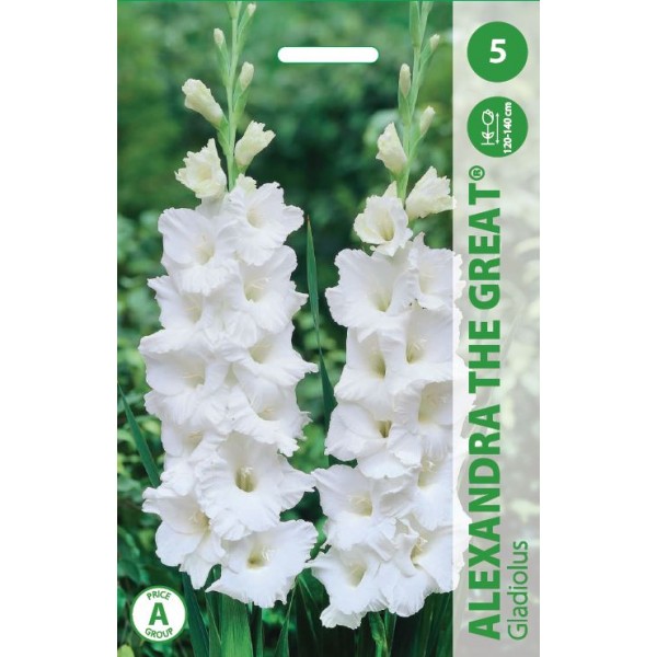 Gladioolid ALEXANDRA SUUR