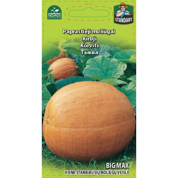 KÕRVITS BIG MAX
