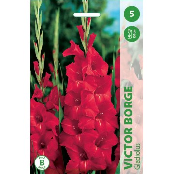 Gladioolid VICTOR BORGE 5tk