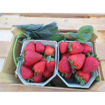 10tk Rumba Frigo maasikataimed
