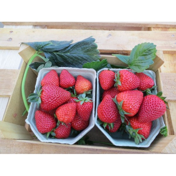 1 kast (600tk.) Frigo Rumba  maasikataimed FRIGO