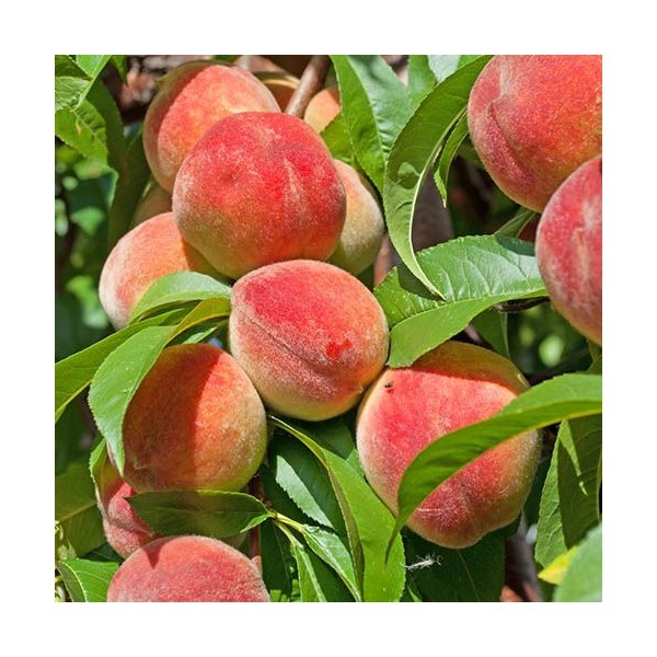 Vaismedis persikas Red Heaven 0116