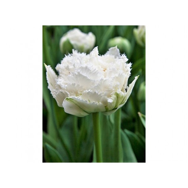 Tulbid Exclusive Snow Crystal