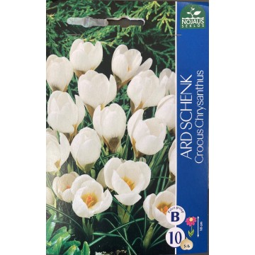 Krookusesibulad Ard Schenk