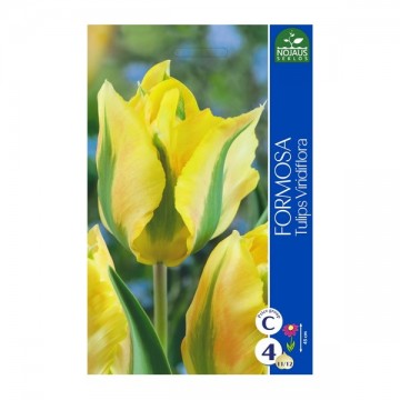 Tulp Formosa 11/12 100tk.