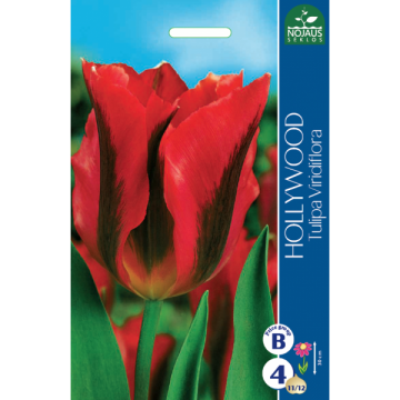 Tulp Hollywood 11/12 100tk.