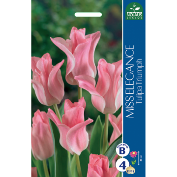 Tulp Miss Elegance 11/12...