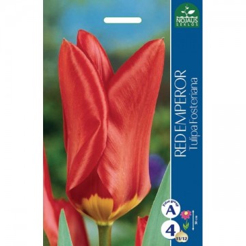 Tulp RED EMPEROR  11/12 100tk.