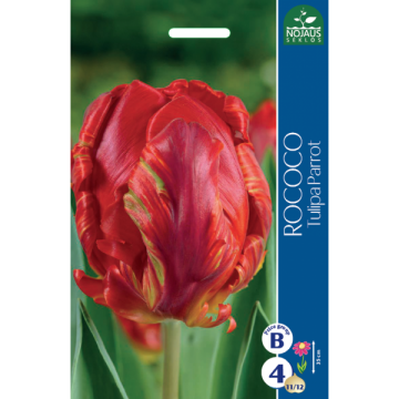 Tulpės Rococo 11/12 100sv.