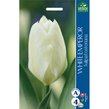 Tulp WHITE EMPEROR  11/12...