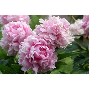 Pojeng Sarah Bernhardt 1tk.