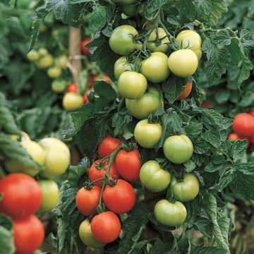 Söödavad tomatid Carmello H...