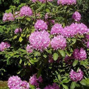 Rodo (rhododendron), asalea