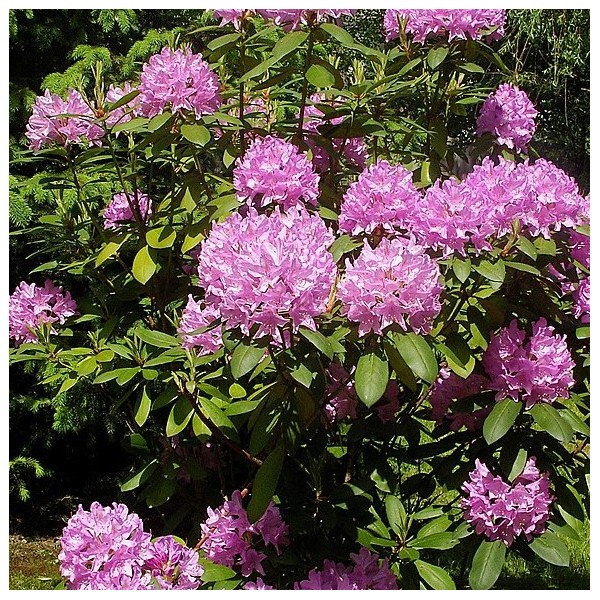 Rodo (rhododendron), asalea