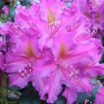 Rhododendron, Libretto...