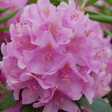 Rhododendron, Roseum...