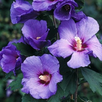 Syringa hibiscus