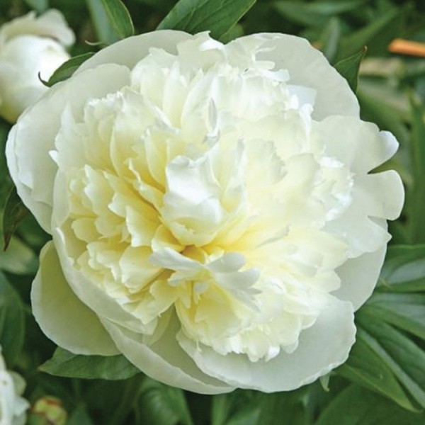 Ploomid DUCHESSE DE NEMOURS