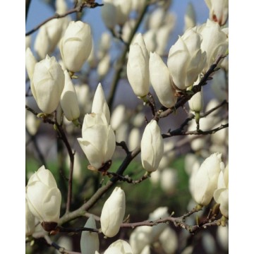 Alba Superba magnolija...