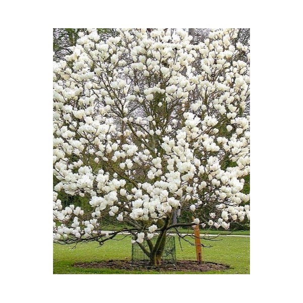Alba Superba magnolija soulangeana
