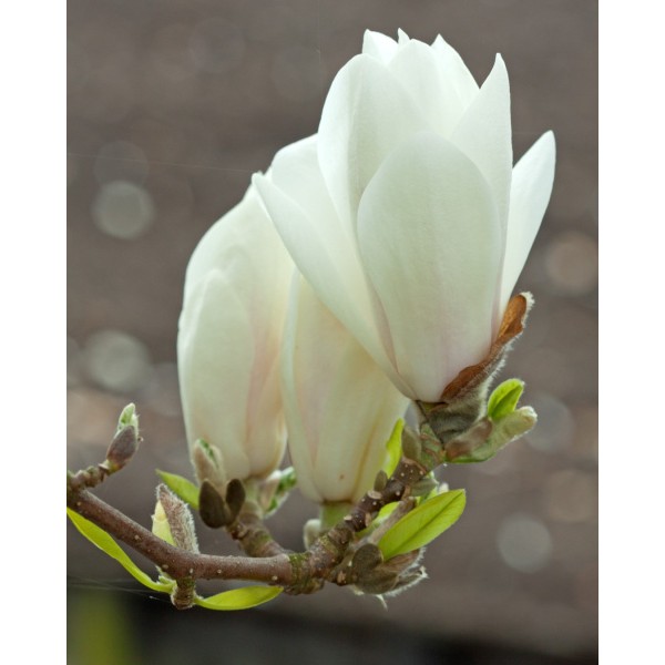 Alba Superba magnolija soulangeana