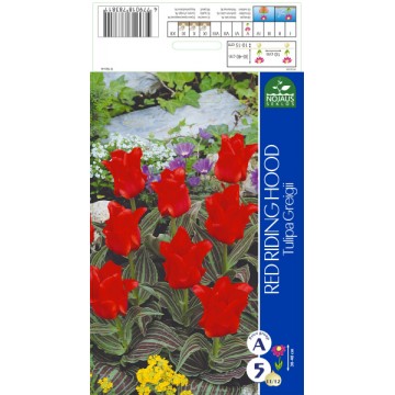 Tulp RED RIDING HOOD 11/12...