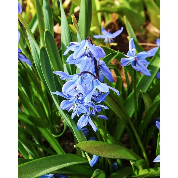 Scilla Sibericum 15sv.