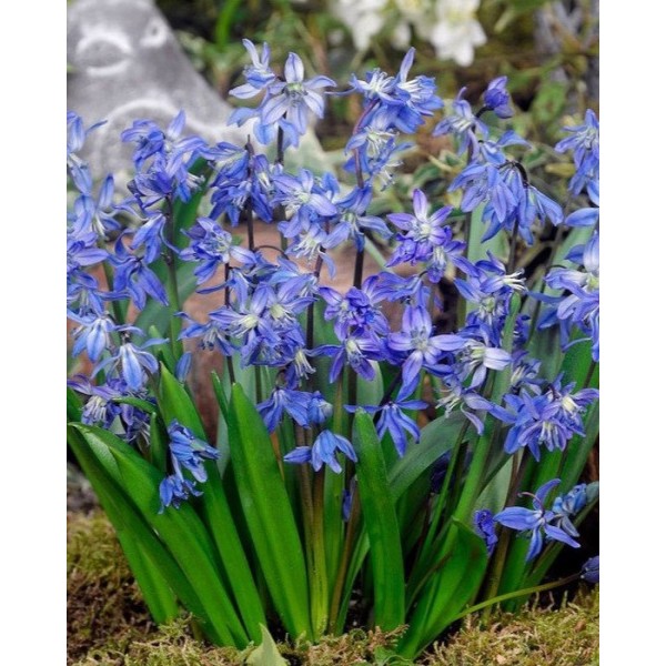 Scilla Sibericum 15sv.