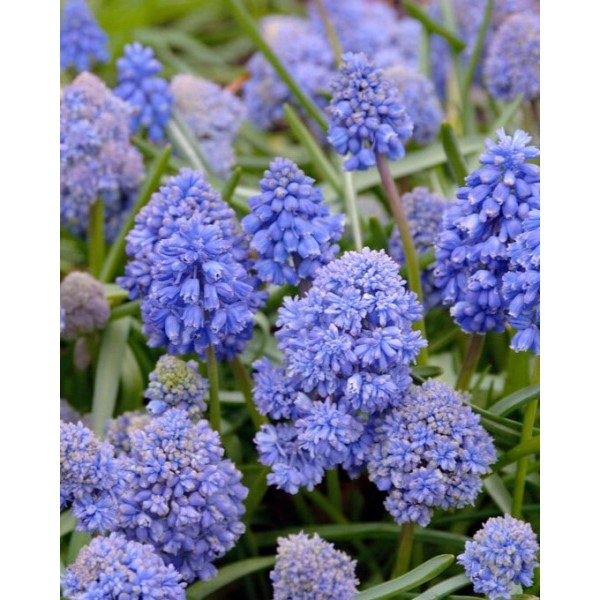 Kobarhüatsint BLUE SPIKE 10tk.