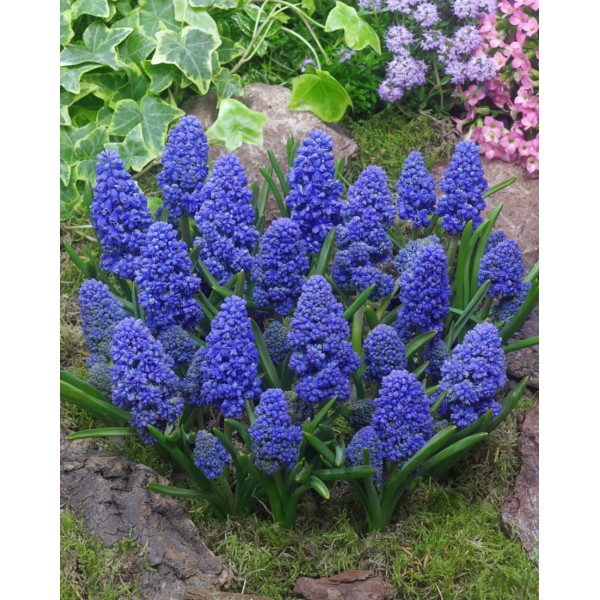 Kobarhüatsint BLUE SPIKE 10tk.