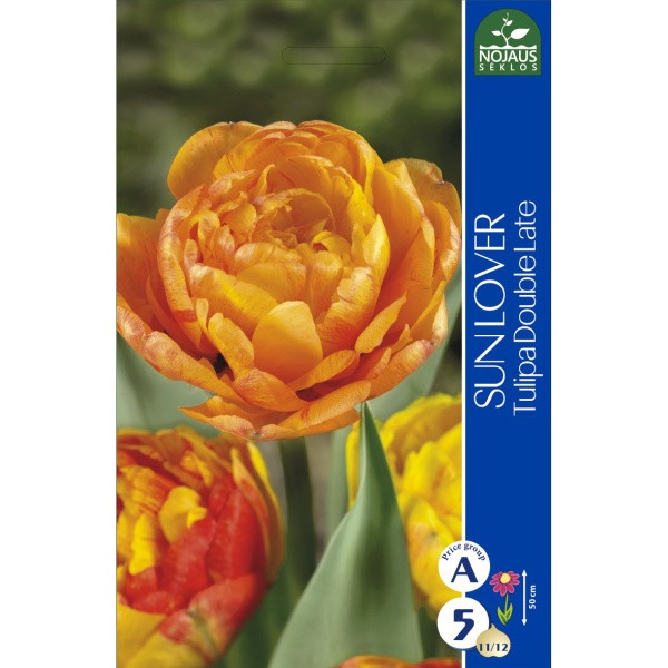 Tulp SUN LOVER 11/12 4tk.