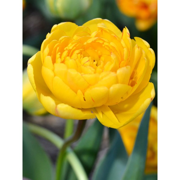 Tulp YELLOW POMPONETTE 10/11 5tk.