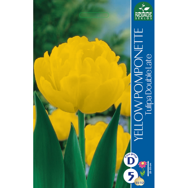 Tulp YELLOW POMPONETTE 10/11 5tk.