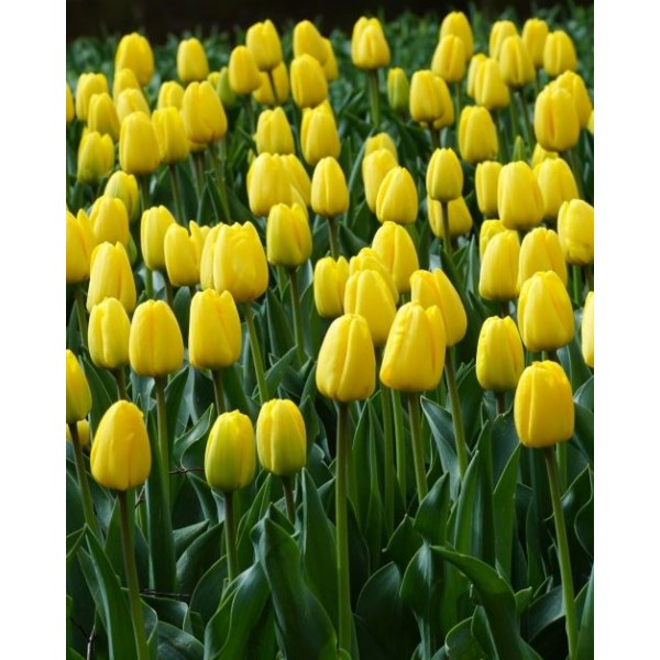 Tulp NOVI SUN 10/11 5tk.