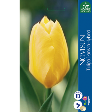 Tulp NOVI SUN 10/11 5tk.