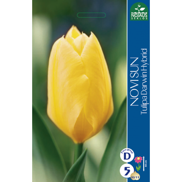 Tulp NOVI SUN 10/11 5tk.