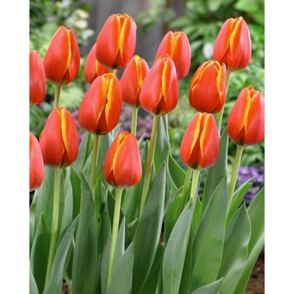 Tulp WORLD`S FRIEND 11/12 4tk.