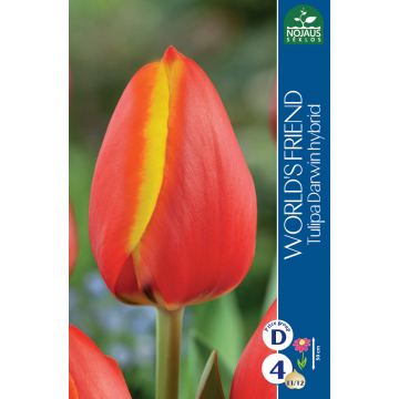 Tulp WORLD`S FRIEND 11/12 4tk.
