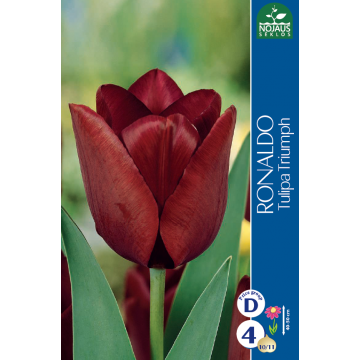 Tulp RONALDO 11/12 4 tk.