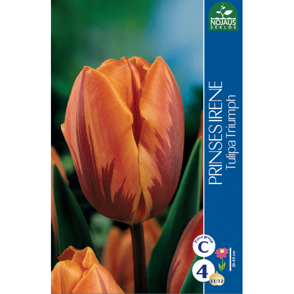 Tulp PRINSES IRENE 11/12 4tk.