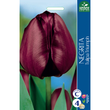 Tulp NEGRITA 11/12 4 tk