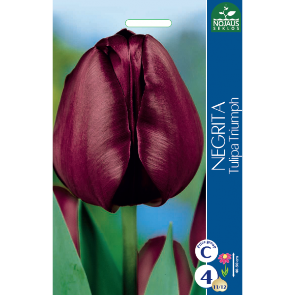 Tulp NEGRITA 11/12 4 tk