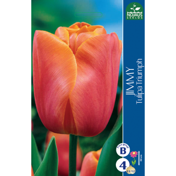Tulp JIMMY 11/12 4 tk.
