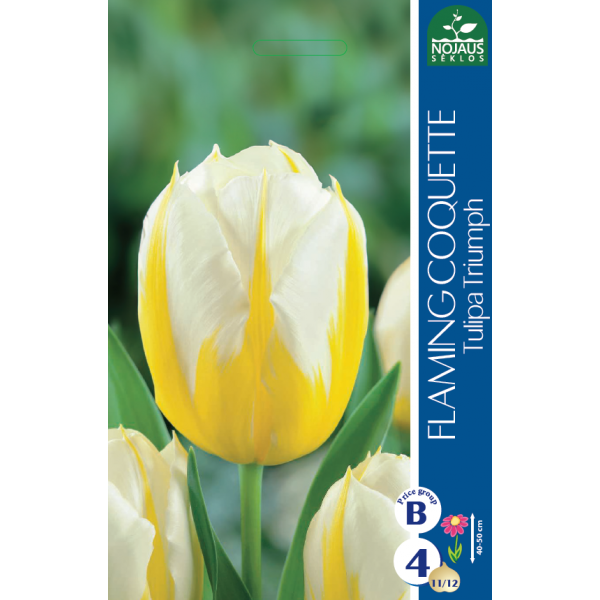 Tulp Flaming Coquette 11/12 4 tk