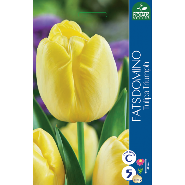 Tulp FATS DOMINO 11/12 5 tk