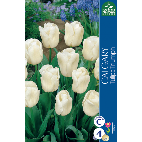 Tulp CALGARY 11/12 4 tk