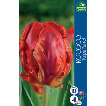 Tulp ROCOCO 11/12 4 tk