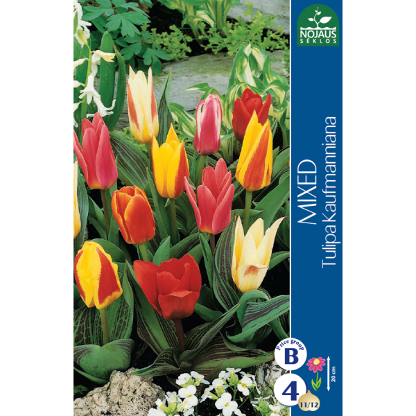 Tulp žemaūgės mišinys 11/12 4 tk.