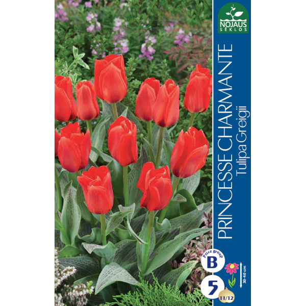 Tulp PRINCESS CHARMANTE 11/12 5 tk